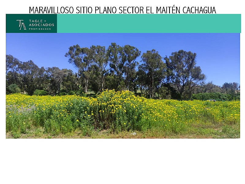 MARAVILLOSO SITIO PLANO SECTOR EL MAITN CACHAGUA...  