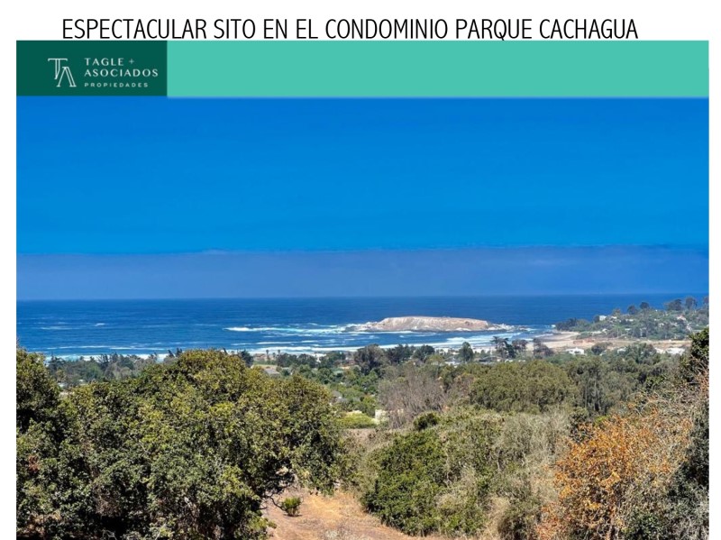 CACHAGUA