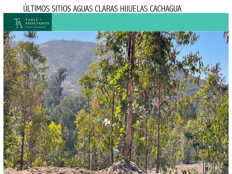 AGUAS CLARAS, SECTOR HIJUELAS